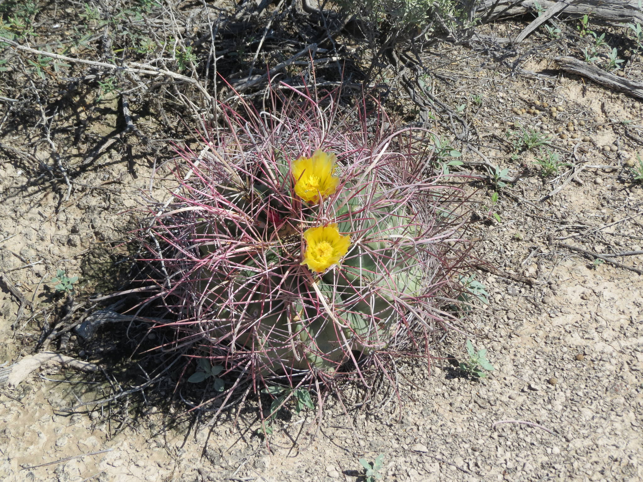 Ferocactus hamatacanthus